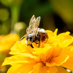 Bee collecting pollen on yellow flower, closeup