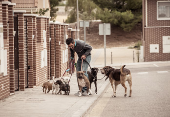 Smiling professional dog walker with dogs on leash on a walk in the city