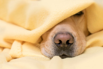  Dog sleeps under a yellow plaid. Nose closeup. Concept of comfort, warmth, autumn, winter.