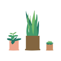 Potted plants collection. Succulents and houseplants art.