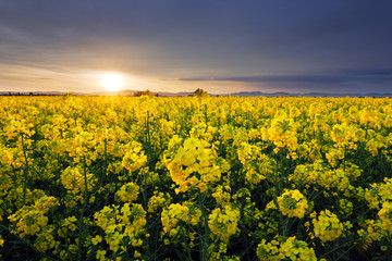 Field of rapeseed flowers with the setting sun landscape
