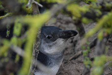 African penguin chick portrait