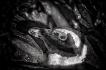 African penguin portrait