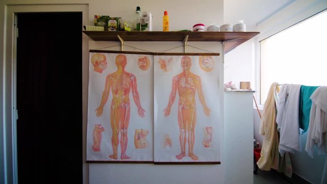 Anatomical Drawings On The Wall Of A Physician's Office. Alternative Therapy