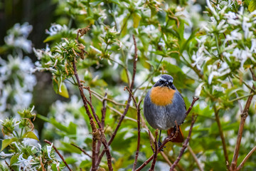 Cape robin-chat in a bush