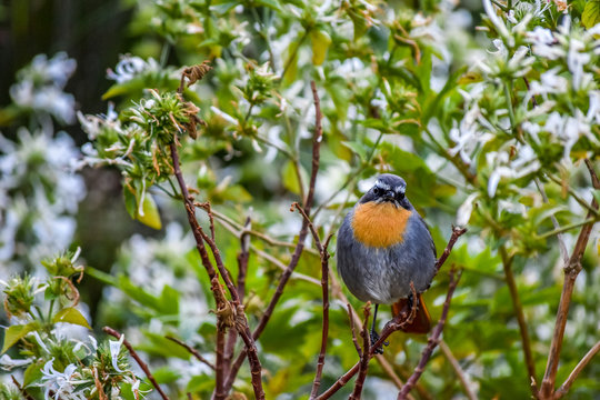 Cape robin-chat in a bush