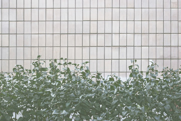 Background with rectangular tiles and green leaves of lilac. Tinting