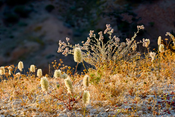 Desert wild Mulla Mulla flowers in Australia.