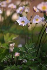 Bl&uuml;hende Herbst-Anemone (Anemone hupehensis)