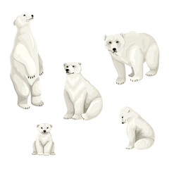 White polar bears and cubs. Set of vector isolated animals on white background.