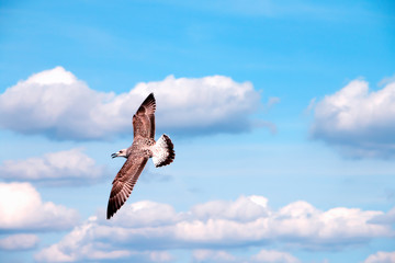 Flying seagull on a background of blue sky.