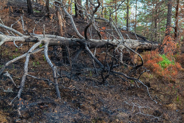 Conflagration.- burned forest. Nature landscape- national park