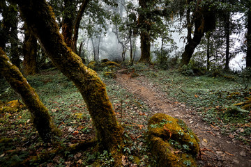 Rainforest of Himalayas