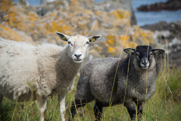 Fototapeta premium ein weißes und ein grau-schwarzes Schaf auf einer Wiese an der Ostseeküste auf Bornholm, Dänemark schauen neugierig in die Kamera, im Hintergrund Scherenküste