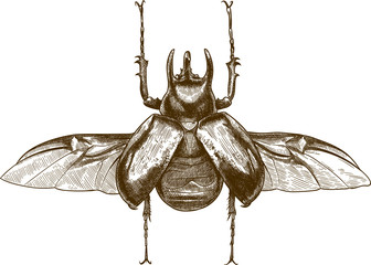 Vector antique engraving drawing illustration of giant rhinoceros beetle or chalcosoma caucasus isolated on white background - obrazy, fototapety, plakaty