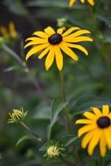 Blühende Rudbeckie (Rudbeckia)