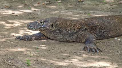 Most real dragons in their natural habitat on the island of Komodo