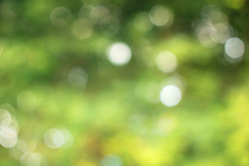 Obraz premium Słoneczny streszczenie tło zielony charakter, selektywna ostrość