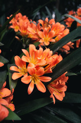 Orange flowers