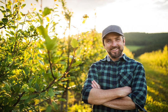 A front view of mature farmer standing in orchard at sunset. Copy space.