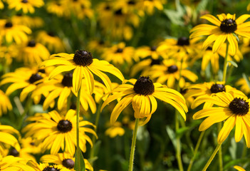 yellow flowers in the garden