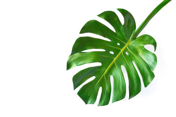 Naklejka na ściany i meble Green leaves Monstera Isolated on a white background.Tropical plant.Botanical nature concepts. Flat lay, top view, copy space