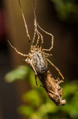 Harvestman Odiellus spinosus (female) 