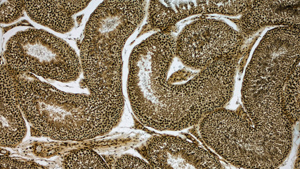 Rabbit testicle, cross-section