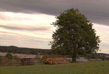 Frei stehender Baum vor dunkler Bew&ouml;lkung