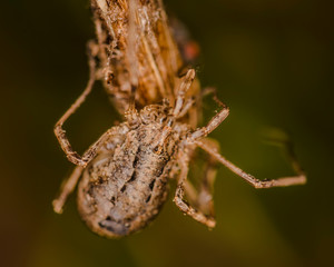 Harvestman Odiellus spinosus (female) 