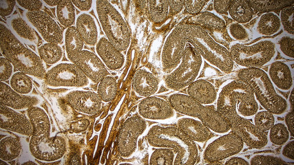 Rabbit testicle, cross-section