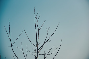 Tree branch in the blue sky background.