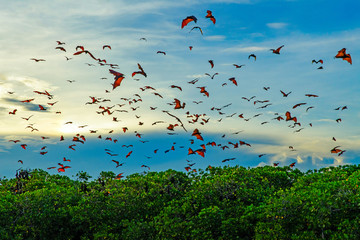 Flying foxes (flying bats) in the blue sky near Komodo Island