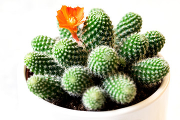 Blooming cactus in a pot, a home plant. Fashion trend in design. Macro shot on a white background.