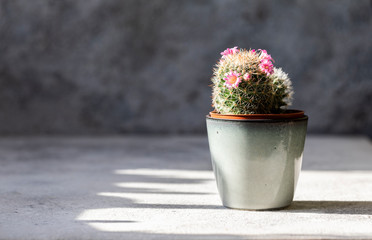 Blooming cactus in a pot, a home plant. Fashion trend in design.