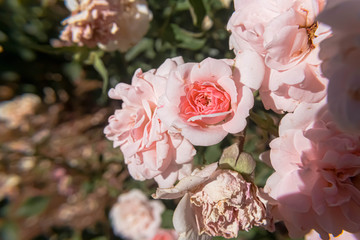 Roses