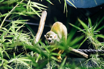 Fototapeta premium Monkey