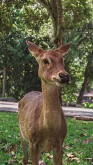 A brown deer standing on the green grass