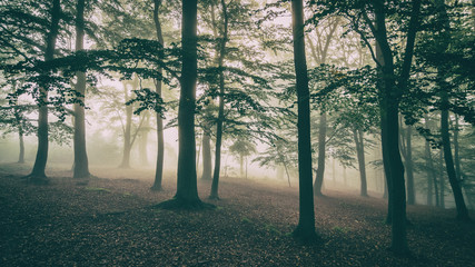 Autumn misty forest - 292886055