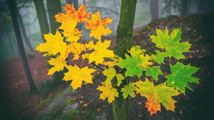 Autumn maple leaves - 292886064