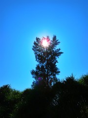 Sun coming through the tree.