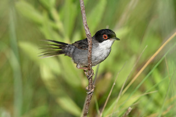 Samtkopf-Grasmücke (Sylvia melanocephala) - Sardinian warbler