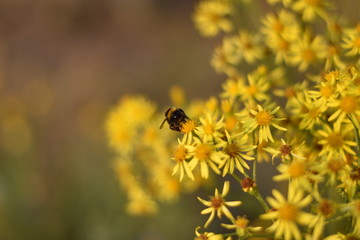 Wildblumenwiese - Insekt inmitten gelber Blüten