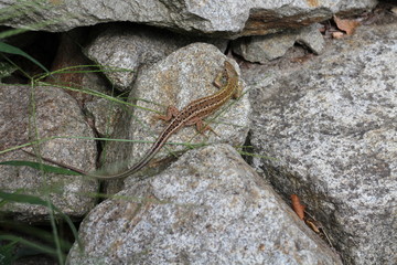 Lizard (lacerta agilis agilis) on the rock