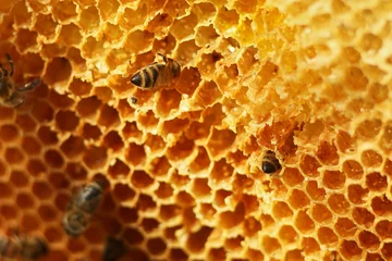 Fotobehang working bees fill honeycombs with honey © Александр Гаврилычев