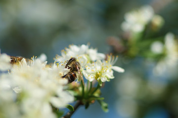 spring awakening of nature. bee on a flower of cherry