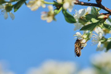 spring awakening of nature. bee on a flower of cherry