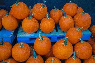 Thanksgiving Pumpkins