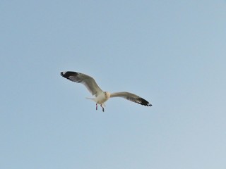 Seagull in flight