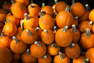 Thanksgiving Pumpkins